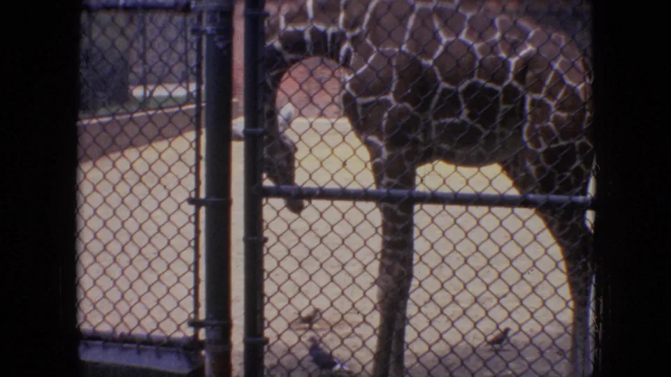 A giraffe stands behind chain-link fencing in a sandy zoo enclosure in 1964 Philadelphia home-movie footage.