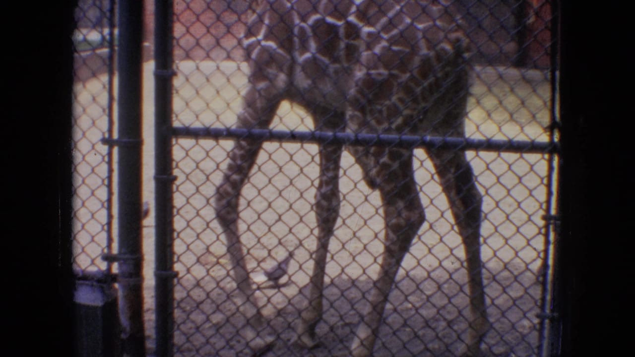Giraffe walking behind a chain-link fence with enclosure posts in view.