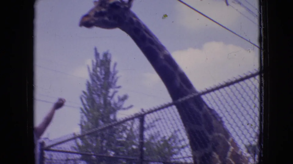 The giraffe's long neck rises above the chain-link fence while a partial visitor arm appears at the left edge of the 1964 Philadelphia zoo footage.