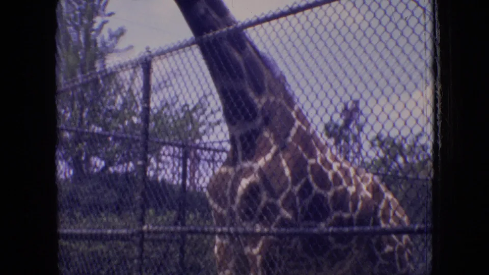 A close visitor-shot view shows the giraffe behind chain-link fencing, with trees and sky beyond the zoo enclosure in Philadelphia, Pennsylvania.