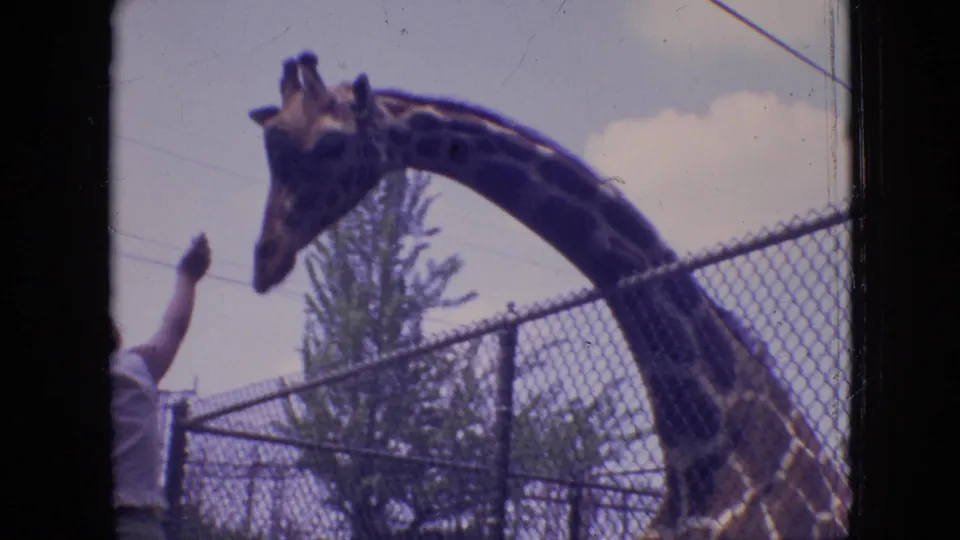 In 1964 Philadelphia zoo footage, a giraffe inside a chain-link enclosure lowers its head toward a visitor offering food from the left edge of the frame.