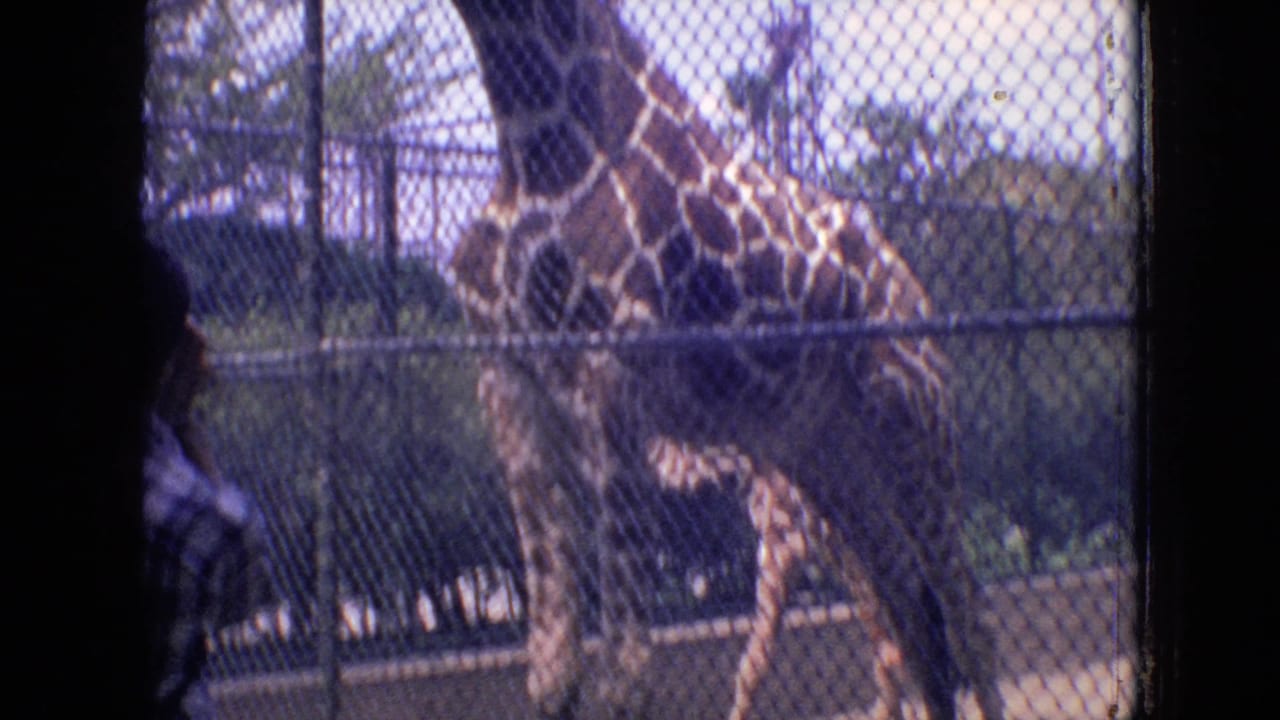 A giraffe stands in a fenced zoo enclosure in Philadelphia, with a partial visitor figure close to the camera and trees beyond the fence.