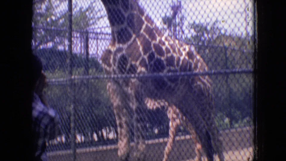 A giraffe stands in a fenced zoo enclosure in Philadelphia, with a partial visitor figure close to the camera and trees beyond the fence.