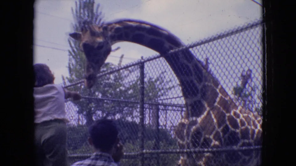 The giraffe bends its long neck down toward visitors at the chain-link fence during a 1964 Philadelphia zoo visit captured on 8mm film.
