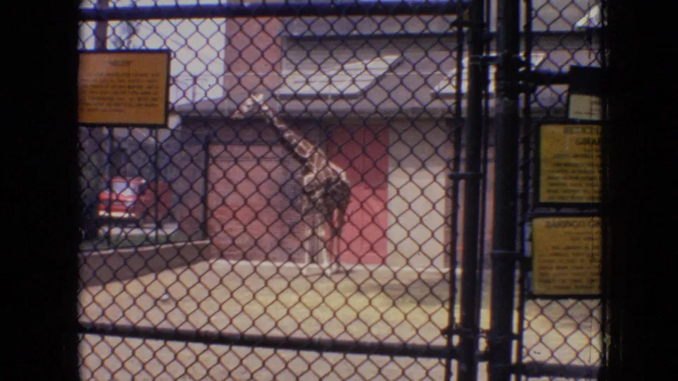 A giraffe moves behind a chain-link gate near posted signs, a brick building, and a parked vehicle in the Philadelphia zoo setting.