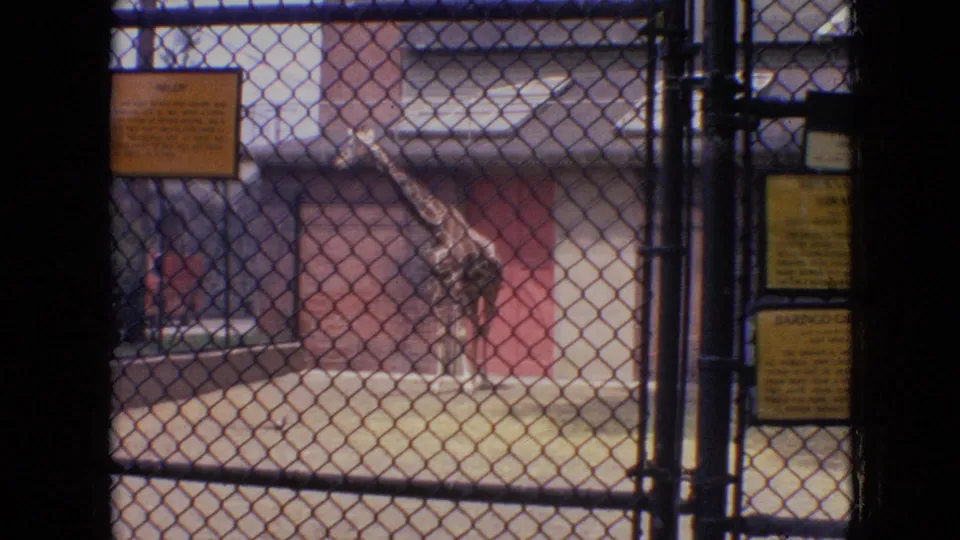 1964 Philadelphia Zoo home-movie frame showing a giraffe in an enclosure behind chain-link fencing, with posted yellow signs and dark film-edge framing.