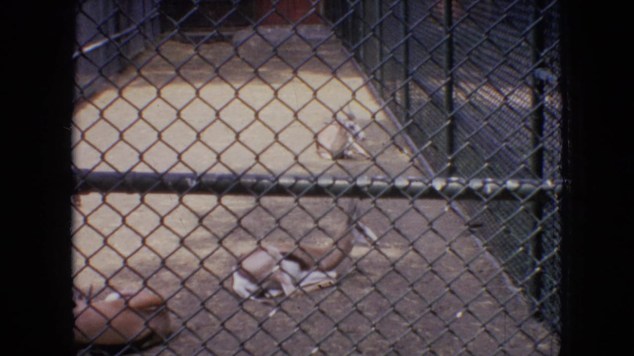 1964 Philadelphia Zoo home-movie frame showing gazelle-like animals lying in a fenced enclosure, viewed through chain-link mesh.