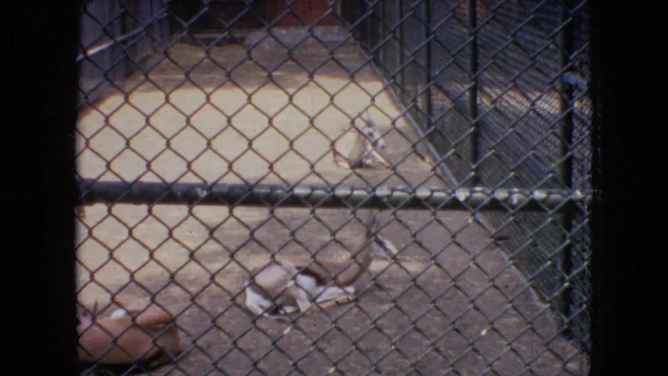 1964 Philadelphia Zoo home-movie frame showing gazelle-like animals lying in a fenced enclosure, viewed through chain-link mesh.