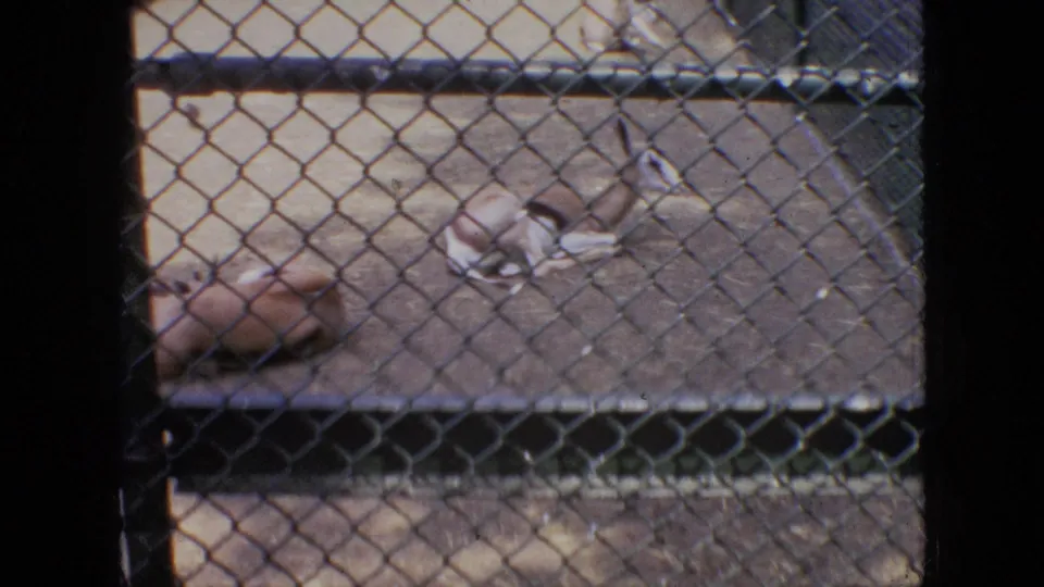 1964 Philadelphia Zoo home-movie frame showing antelope or gazelle-like animals resting on the ground behind a chain-link fence in a zoo enclosure.