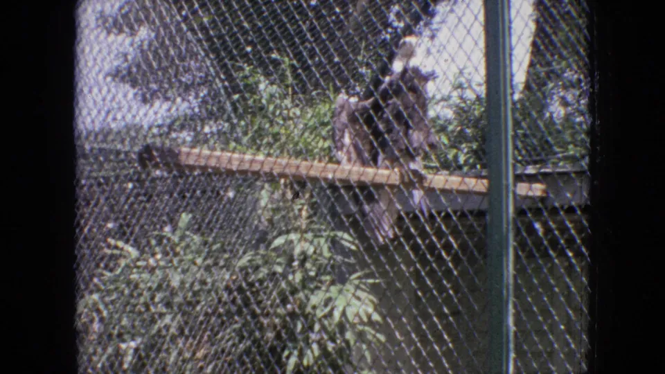 1964 Philadelphia Zoo home-movie frame showing a bird perched on a wooden beam inside a leafy habitat enclosed by chain-link fencing.