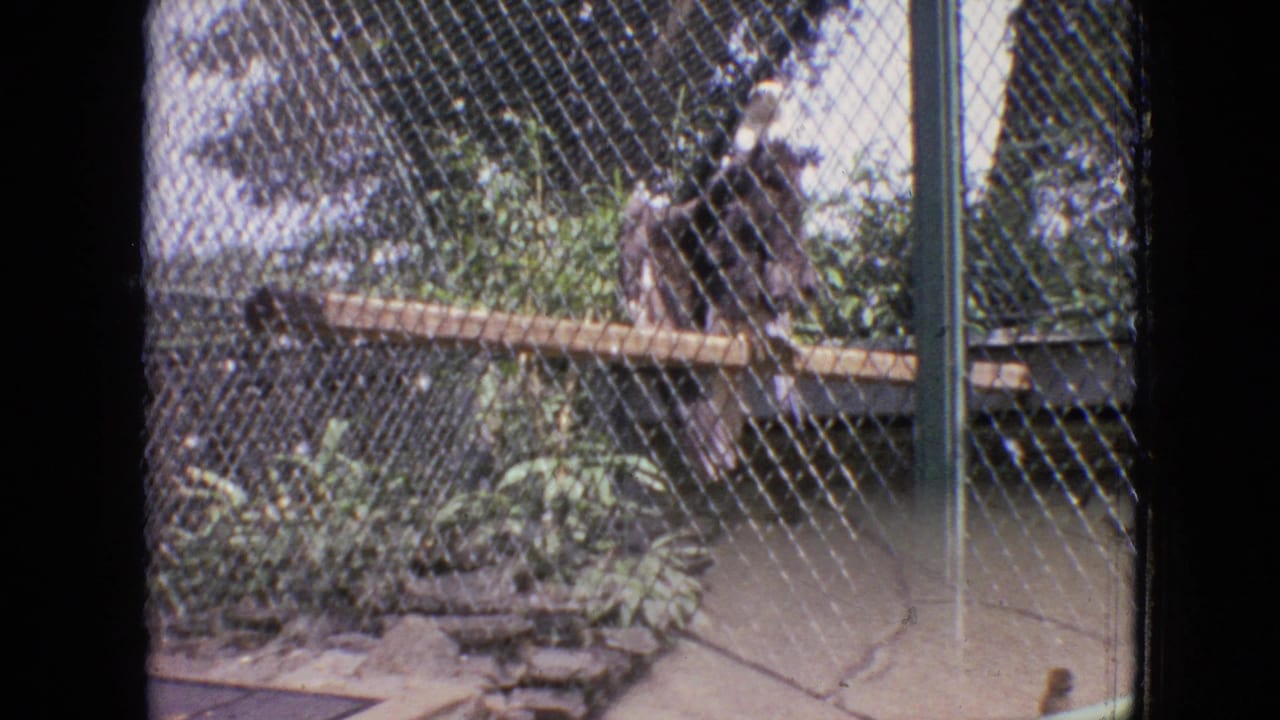 In the supplied 1964 Philadelphia zoo footage, a baboon sits behind chain-link fencing beside a horizontal wooden pole, with plants and enclosure posts visible around it.