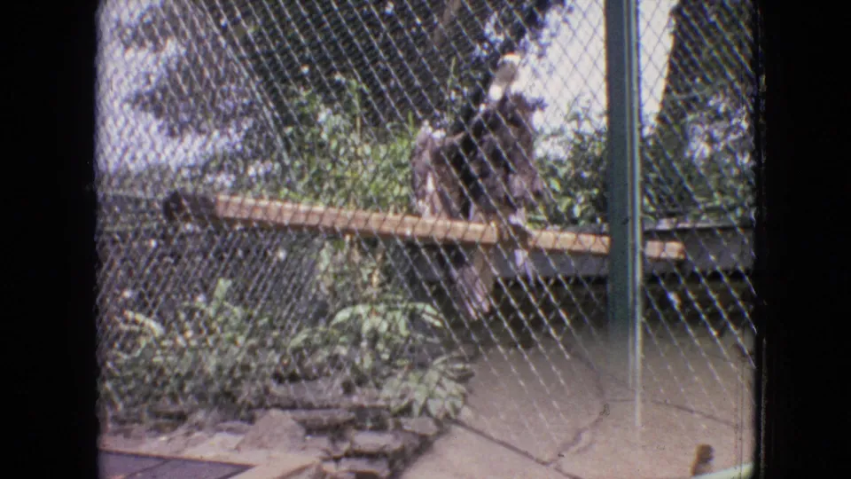 In the supplied 1964 Philadelphia zoo footage, a baboon sits behind chain-link fencing beside a horizontal wooden pole, with plants and enclosure posts visible around it.