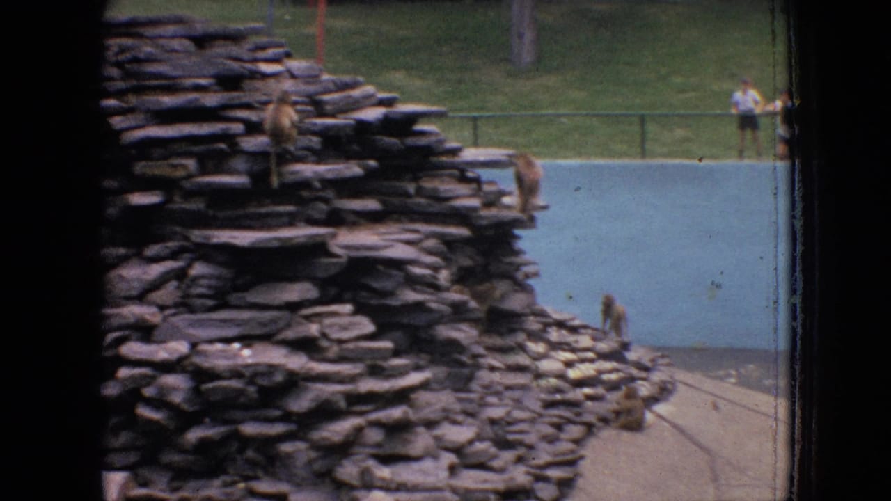 Several baboons move across a stacked stone climbing structure in the Philadelphia zoo enclosure, with a pale blue wall or pool-like surface and distant railings behind them.