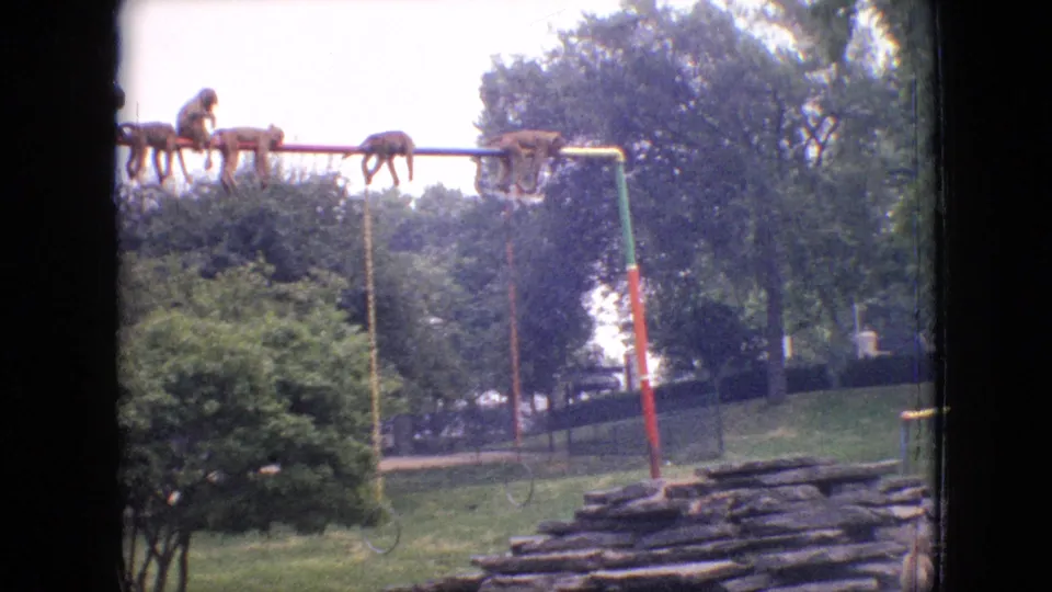 Baboons perch and move along a high horizontal pole above the stone structure, with trees, railings, and the zoo grounds visible in the background.