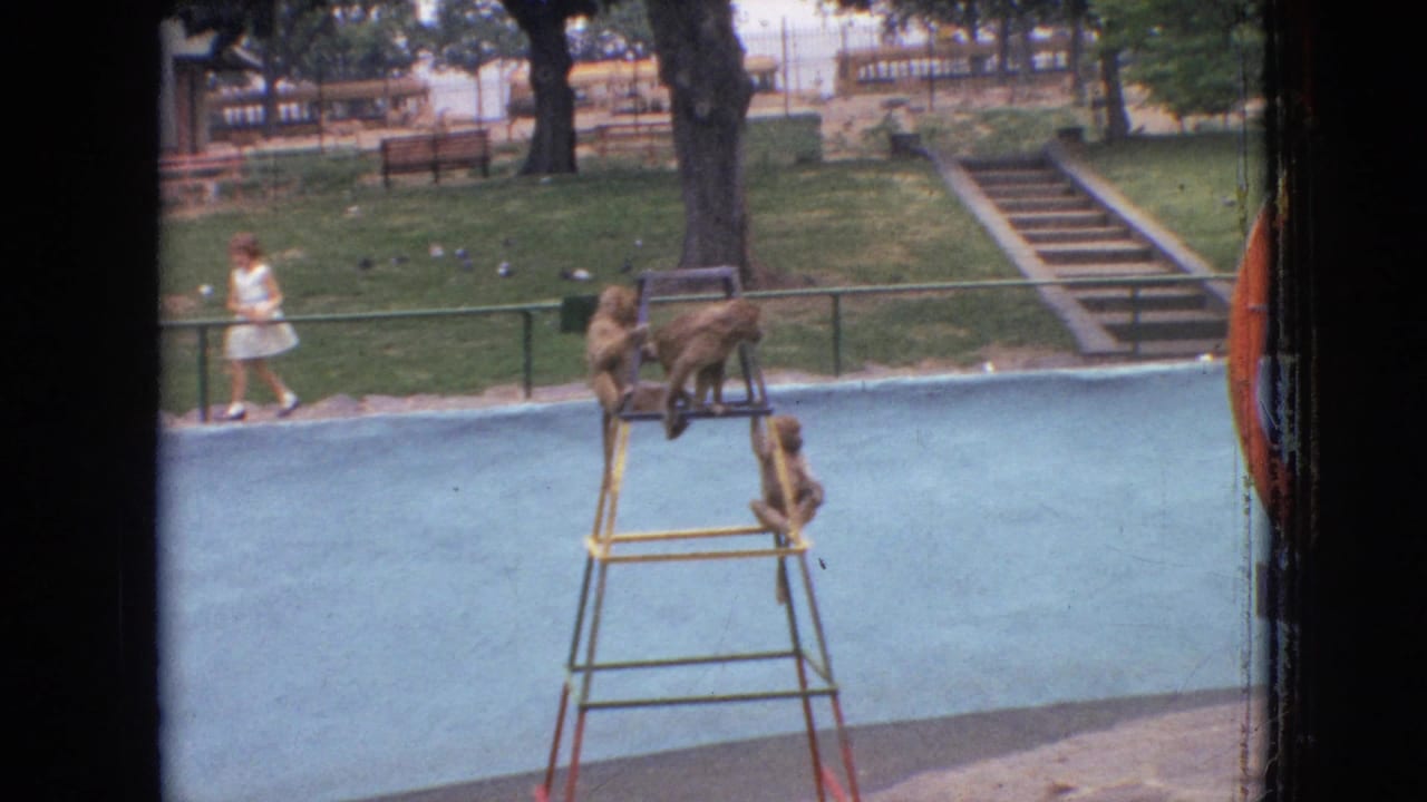 1964 Philadelphia home-movie frame showing several monkeys on a painted ladder in a park or zoo enclosure, with trees, benches, railings, and a distant pedestrian in the background.