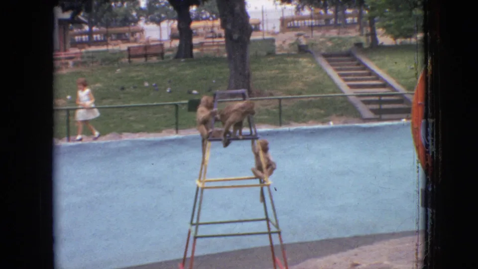 1964 Philadelphia home-movie frame showing several monkeys on a painted ladder in a park or zoo enclosure, with trees, benches, railings, and a distant pedestrian in the background.