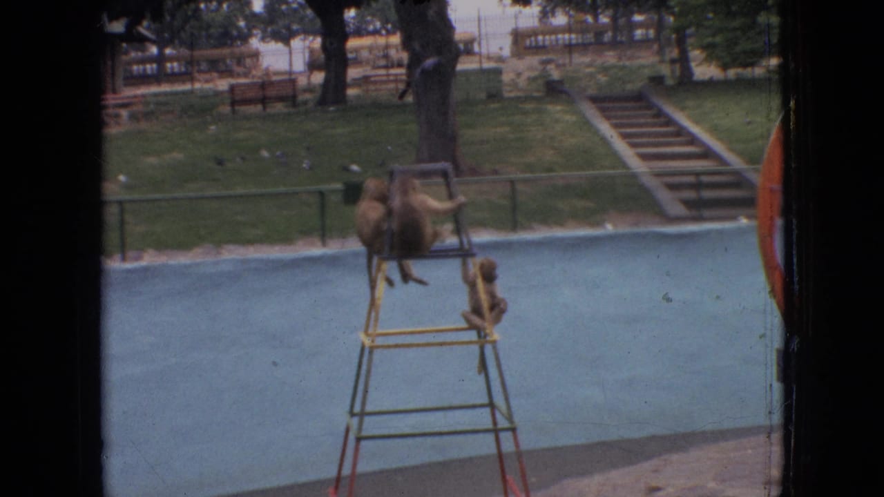 Monkeys balance on the top bar of a ladder while another monkey climbs below.
