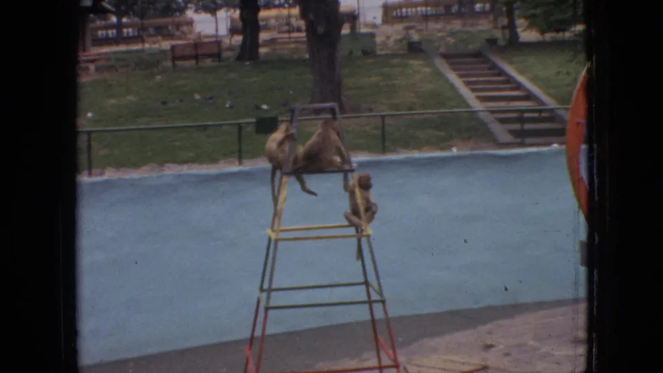 1964 Philadelphia home-movie still showing monkeys perched and climbing on a painted ladder structure, framed by a blue enclosure floor, railings, trees, benches, and park steps.