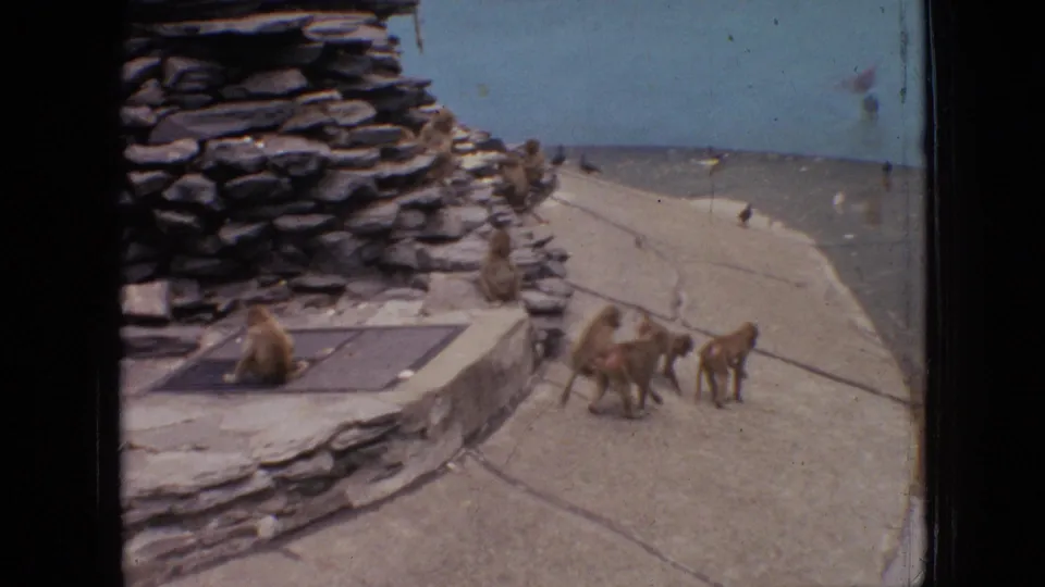 1964 Philadelphia home-movie frame showing monkeys walking and sitting near a stacked-rock feature, stone pathways, and a blue water feature or painted enclosure wall.
