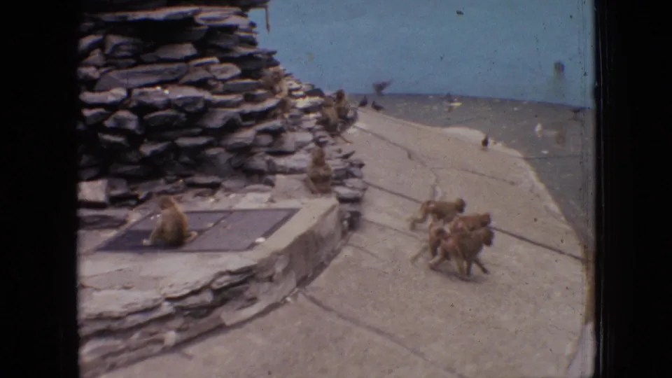 1964 Philadelphia zoo home-movie frame showing baboons on a sloped concrete enclosure beside a stacked-stone structure and blue wall.