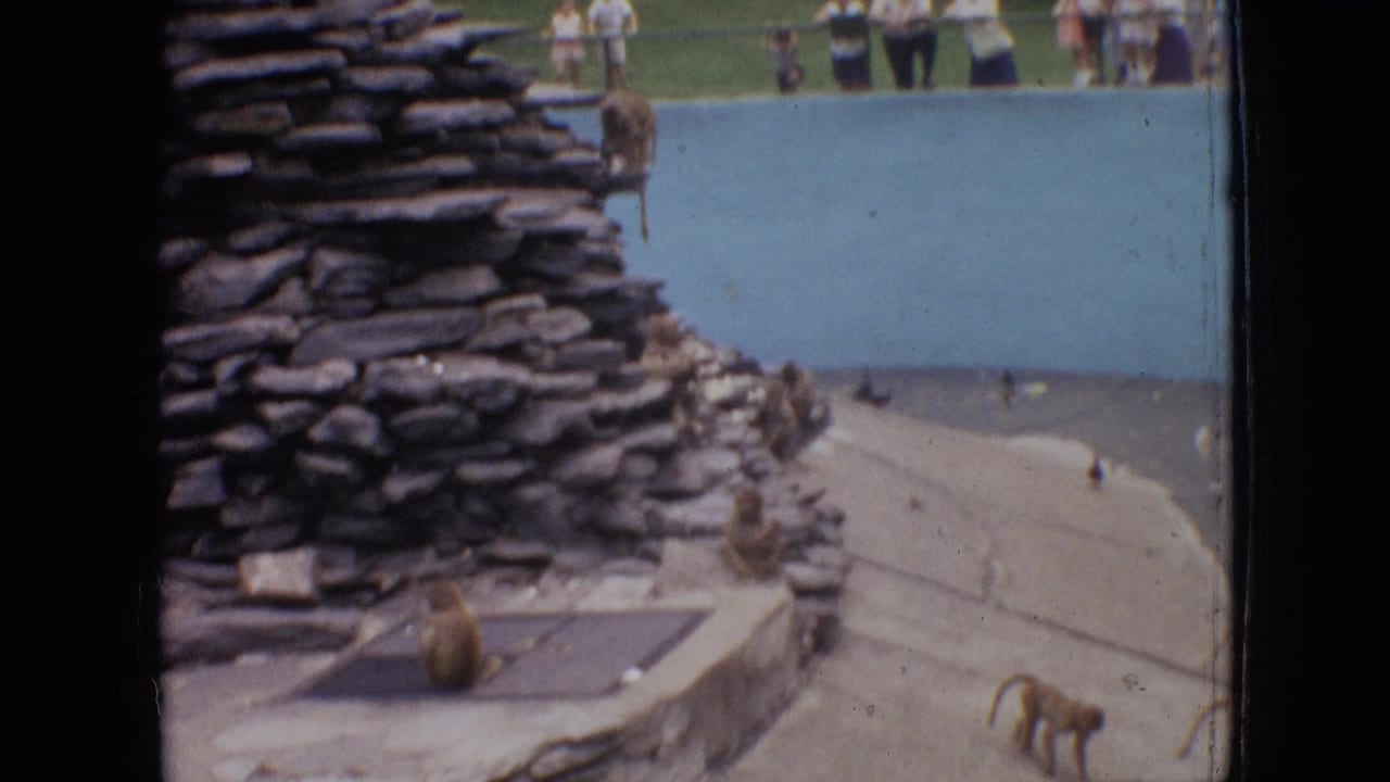 Baboons climb and walk around a stone zoo habitat while visitors stand in the distance.