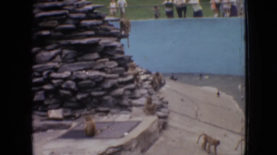 1964 Philadelphia zoo frame with baboons spread across a stone-and-concrete enclosure and distant spectators visible beyond the blue wall area.