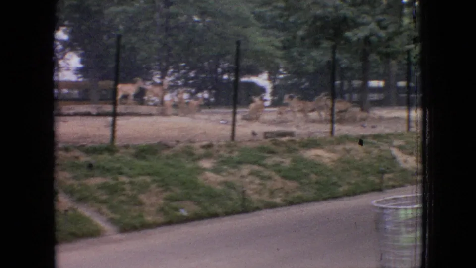 1964 Philadelphia zoo home-movie frame showing fenced animal grounds with trees, grass, distant animals, and a yellow school bus behind the enclosure.