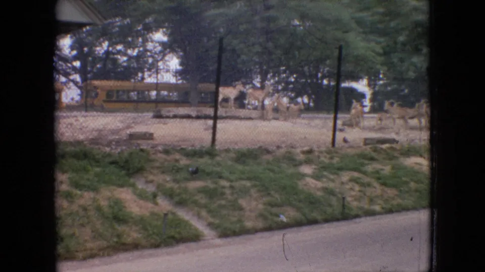 1964 Philadelphia zoo frame showing animals behind a chain-link-style fence, with a grassy foreground, trees, and a yellow school bus in the background.