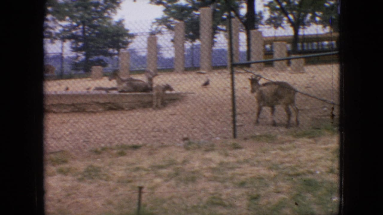 In supplied 1964 Philadelphia home-movie footage, horned shaggy animals stand in a chain-link zoo or animal-display pen with sandy ground, concrete posts, trees, and a low structure in the background.