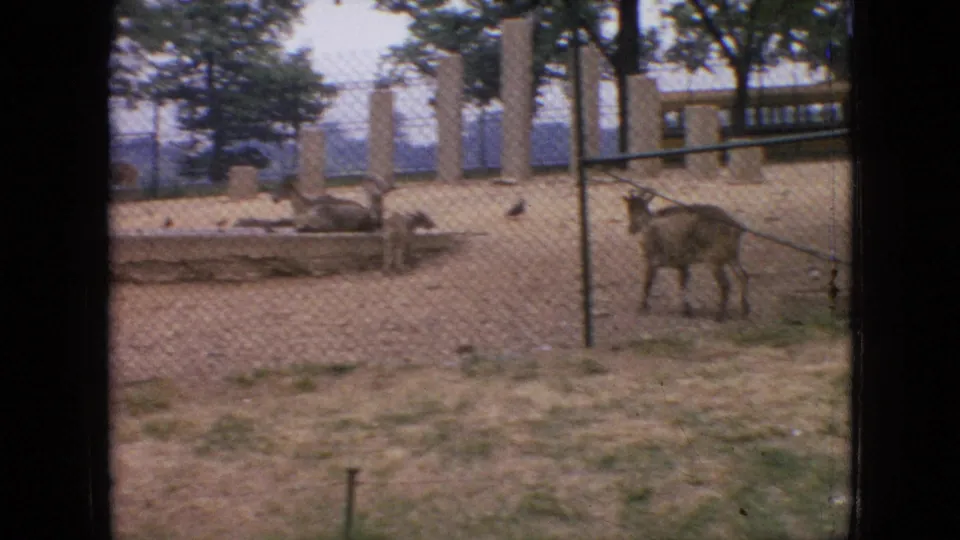 In supplied 1964 Philadelphia home-movie footage, horned shaggy animals stand in a chain-link zoo or animal-display pen with sandy ground, concrete posts, trees, and a low structure in the background.