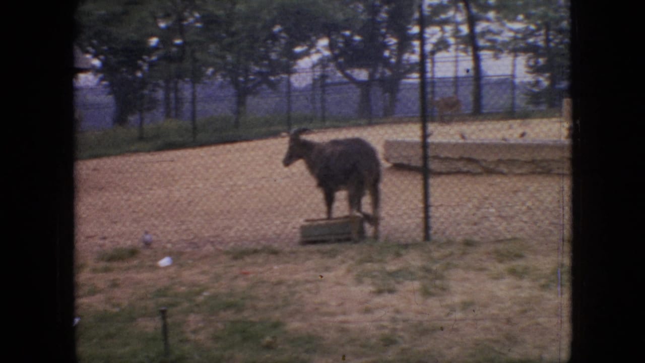 A dark horned goat or antelope-like animal stands beside a low trough in a chain-link enclosure, with trees and sandy ground visible in the supplied Philadelphia 1964 footage.