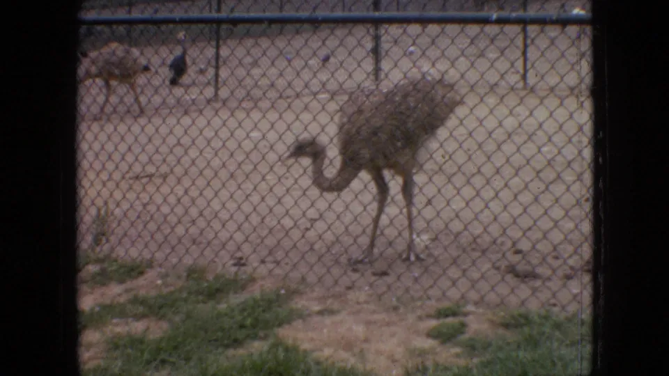 An ostrich stands close to a chain-link fence in a sandy animal enclosure, with posts, sparse grass, and the soft grain of 1960s 8mm home-movie footage visible.