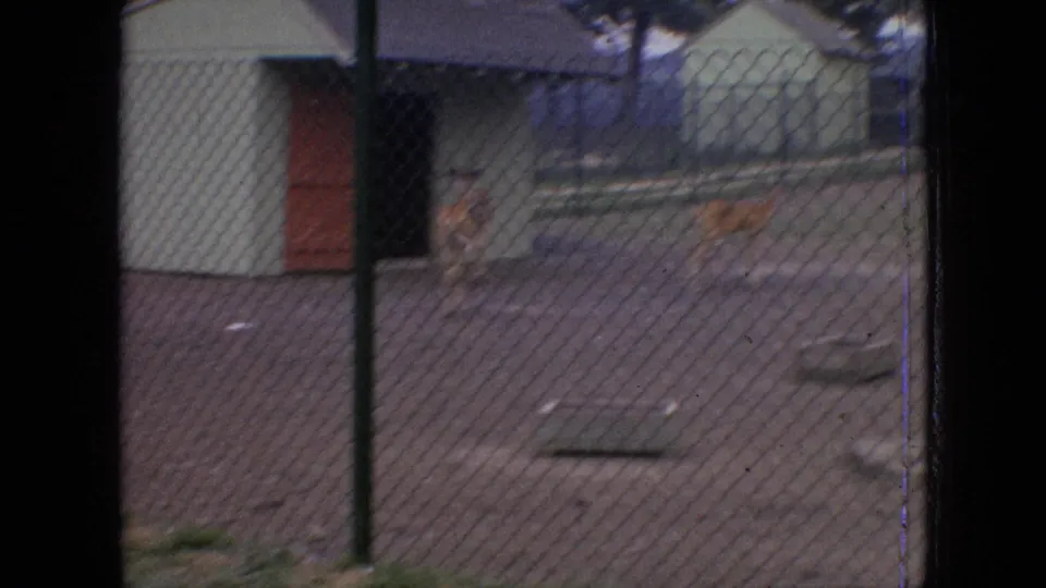 Small deer-like animals stand near a shed and fenced yard in the supplied 1964 Philadelphia animal-display footage, framed through chain-link fencing with muted 8mm color.