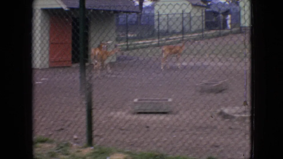 In 1964 Philadelphia home-movie footage, several deer appear inside a fenced dirt enclosure with small white structures and red doors in the background.