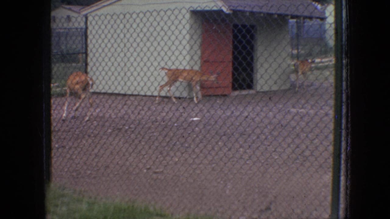 Deer walk through a fenced yard beside a white structure with red doors.