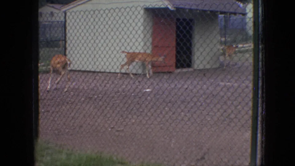 A deer walks across a dirt enclosure while another stands near a white shed with red doors, viewed through chain-link fencing in the 1964 Philadelphia clip.