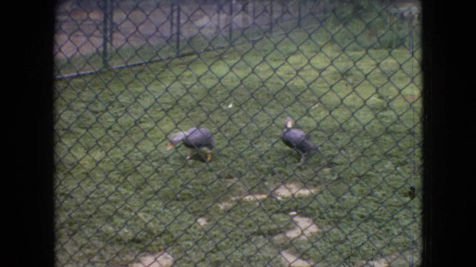 Two dark birds, possibly ducks or similar enclosure birds, stand in a grassy fenced area with stones and scattered ground cover visible through the fence.