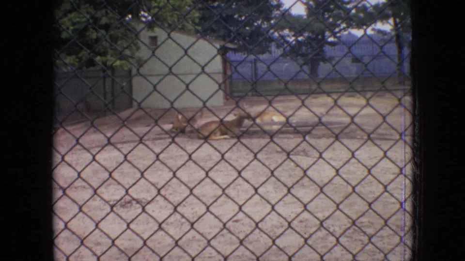 A deer lies on a dirt surface inside a chain-link fenced enclosure, with small utility-like structures and trees visible beyond the fence.