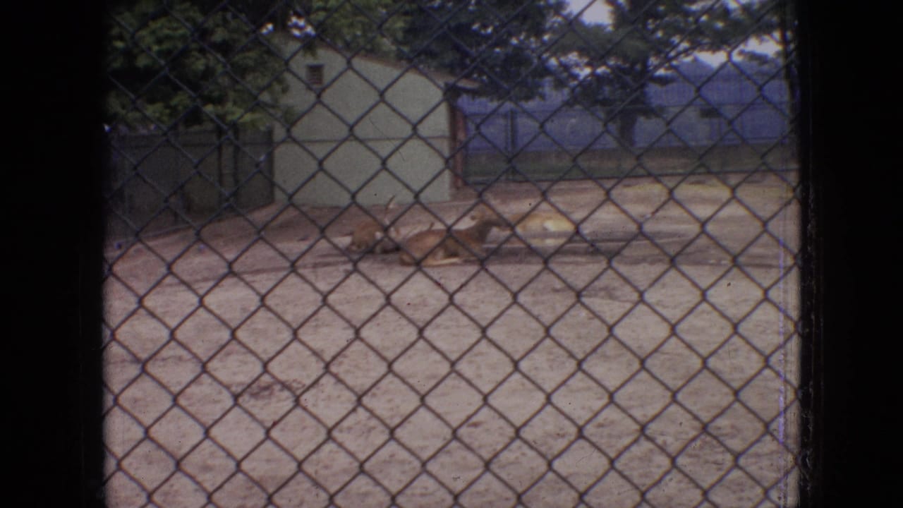 1964 Philadelphia 8mm zoo footage showing deer or antelope-like animals resting behind chain-link fencing in a dirt enclosure beside a small building and trees.