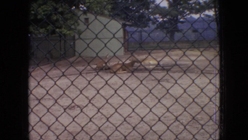 1964 Philadelphia 8mm zoo footage showing deer or antelope-like animals resting behind chain-link fencing in a dirt enclosure beside a small building and trees.