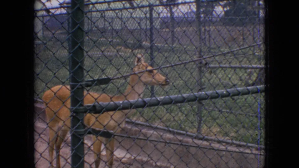 1964 Philadelphia zoo view of a deer or antelope-like animal standing in profile behind chain-link fencing, with railings and enclosure structures visible around it.