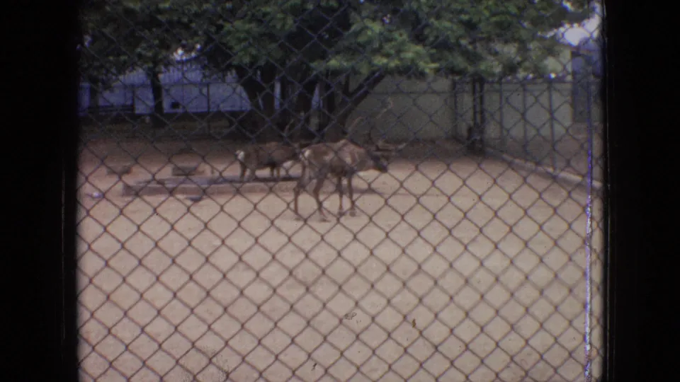 Visitor-shot 1964 Philadelphia zoo footage showing two deer or antelope-like animals in a dirt enclosure, seen through a diamond-pattern chain-link fence with trees behind them.