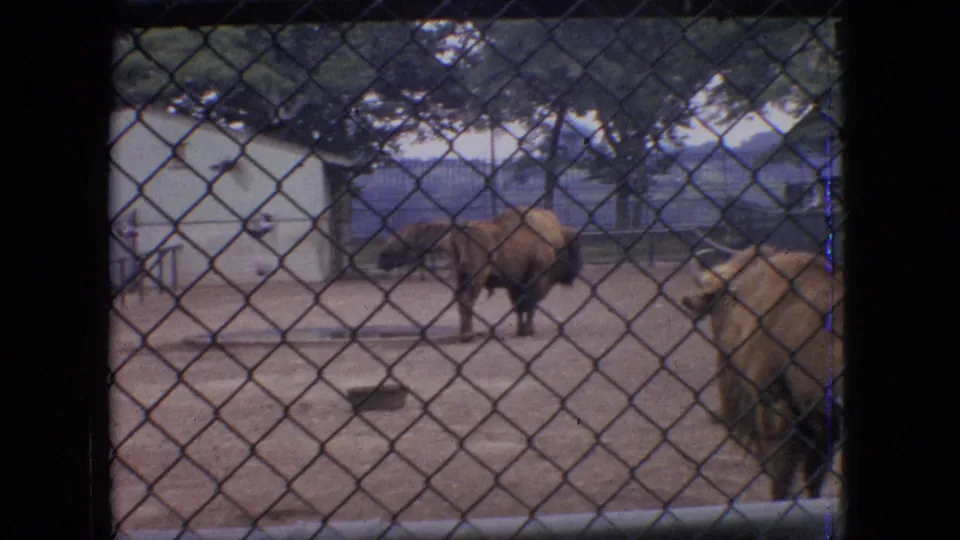 1964 Philadelphia 8mm zoo footage showing a bison in a dirt enclosure and a deer or antelope-like animal at the edge of frame, both viewed through chain-link fencing.