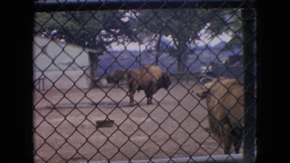 1964 Philadelphia 8mm frame showing bison or buffalo-like animals in a fenced outdoor zoo enclosure, with chain-link mesh dominating the foreground.