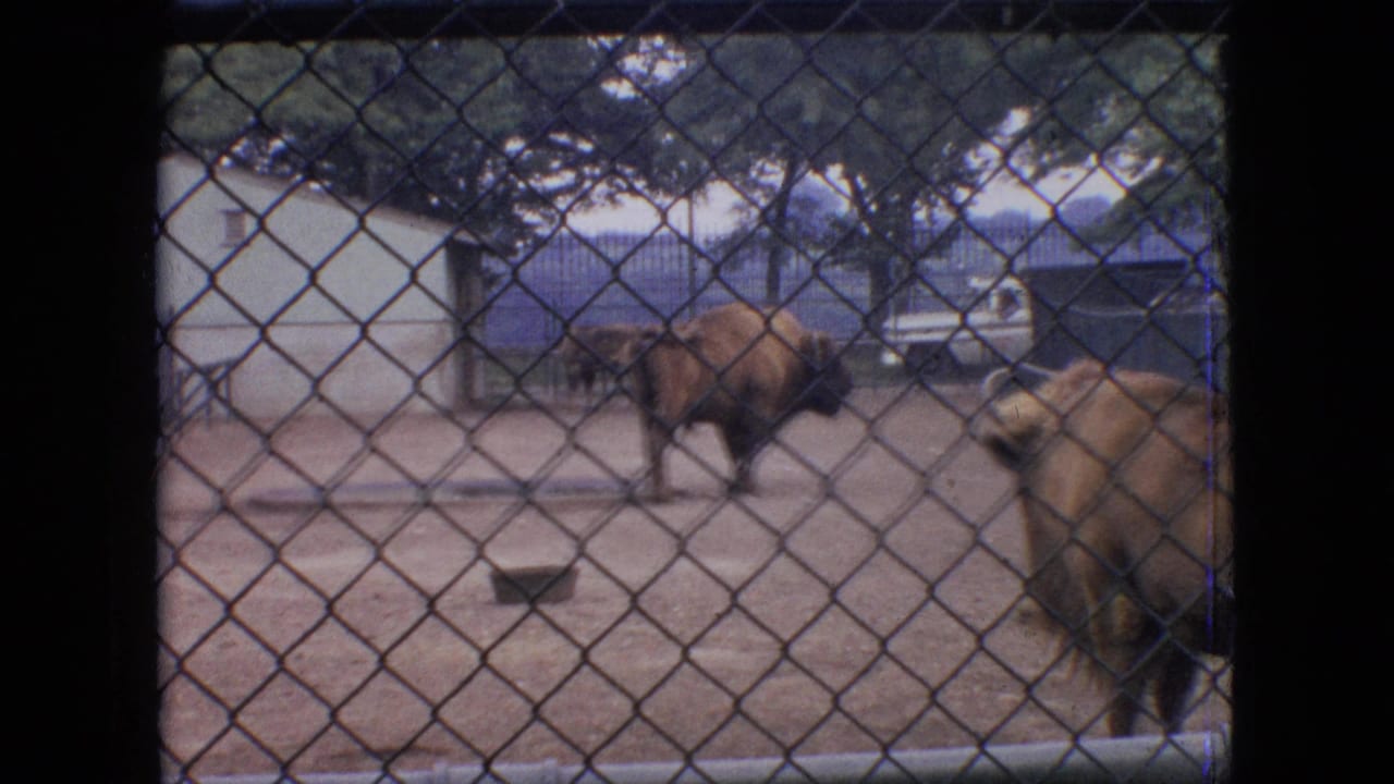 Bison-like animals stand in a fenced outdoor enclosure with a vehicle in the background.