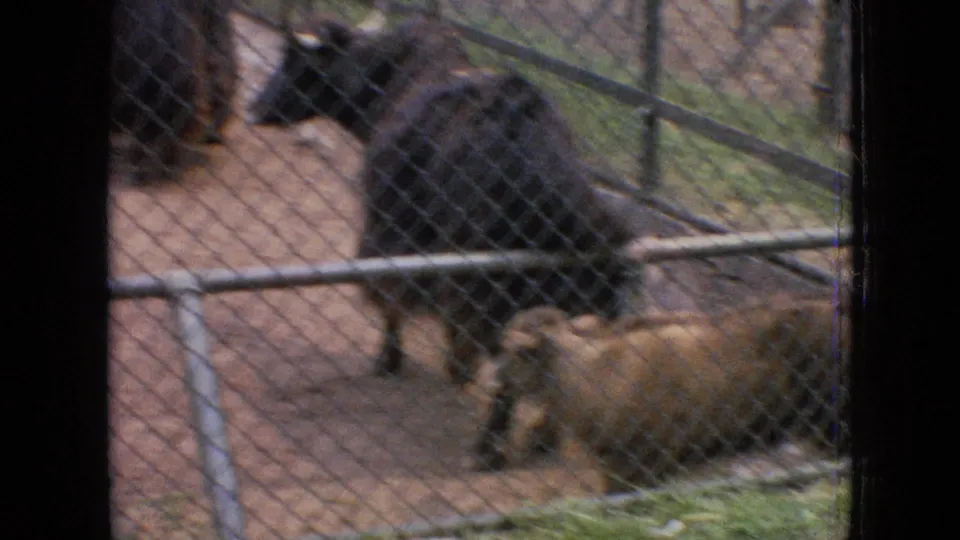 1964 Philadelphia 8mm frame showing horned animals, including a goat-like animal, inside a fenced zoo pen with soft home-movie focus and visible grain.