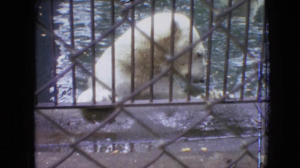 1964 Philadelphia zoo frame showing a polar bear near a pool, seen through metal bars and chain-link fencing in an outdoor enclosure.