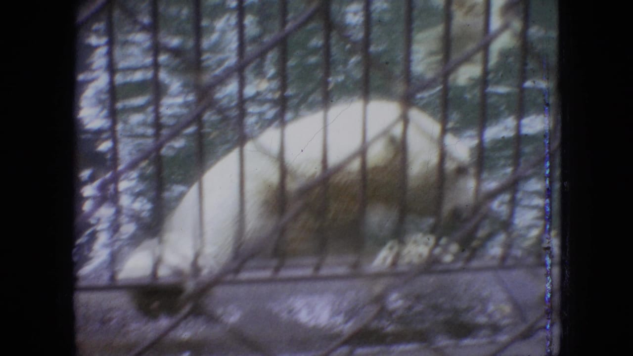 1964 Philadelphia zoo footage showing a polar bear in a water enclosure, filmed through vertical bars with soft focus and faded 8mm color.