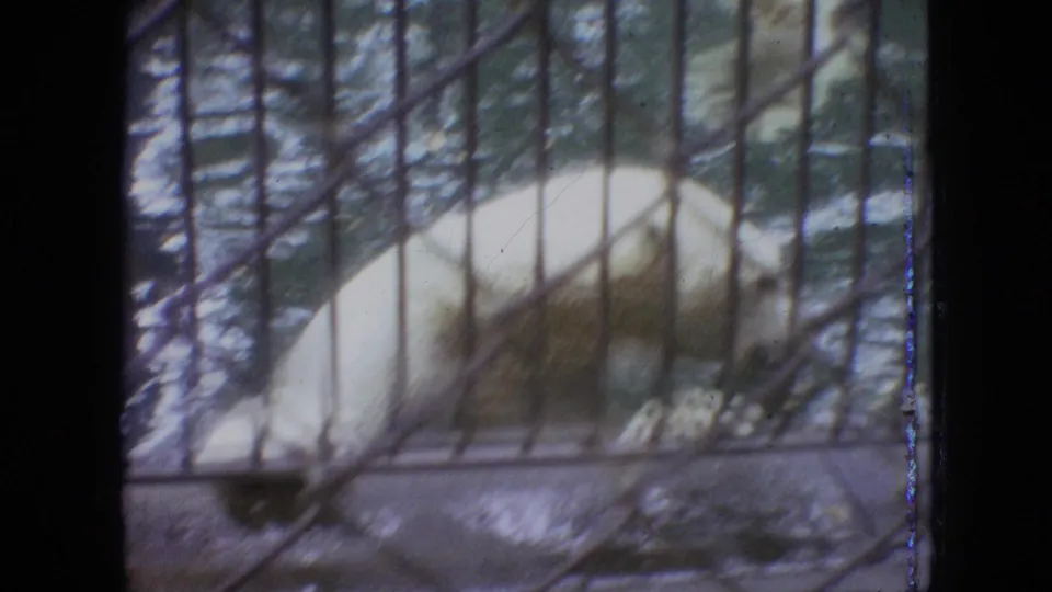 1964 Philadelphia zoo footage showing a polar bear in a water enclosure, filmed through vertical bars with soft focus and faded 8mm color.