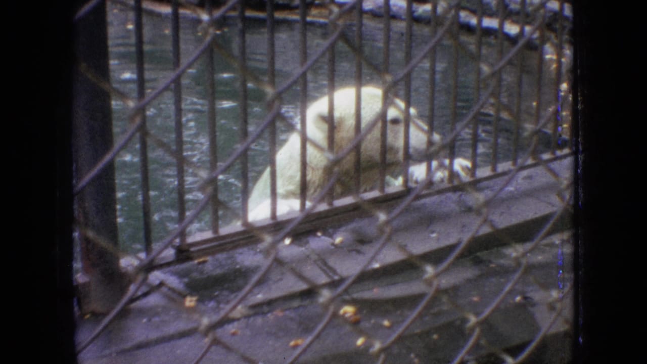 A polar bear rests by the water inside a barred zoo enclosure in 1964 Philadelphia, seen through chain-link fencing and aged 8mm film texture.